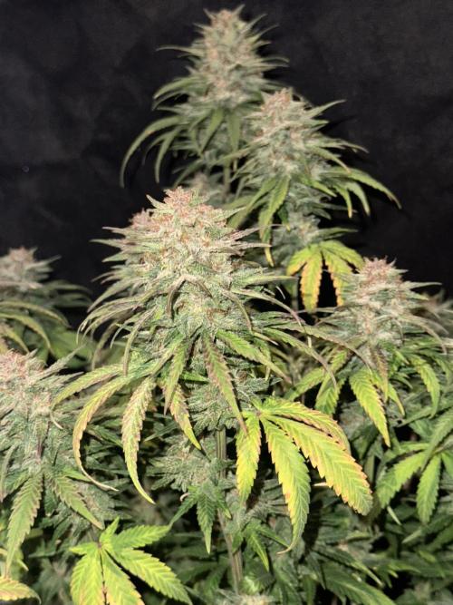 BANANA PURPLE PUNCH. Week 12