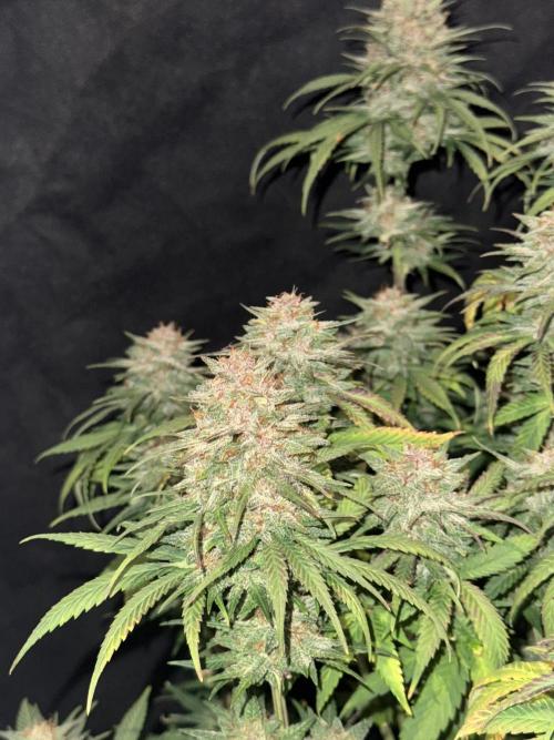 BANANA PURPLE PUNCH. Week 12