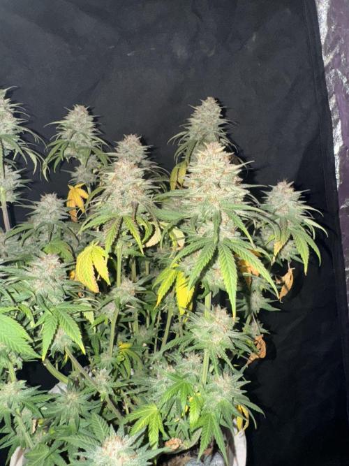 BANANA PURPLE PUNCH. Week 12