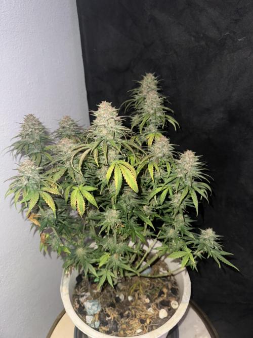 BANANA PURPLE PUNCH. Week 12