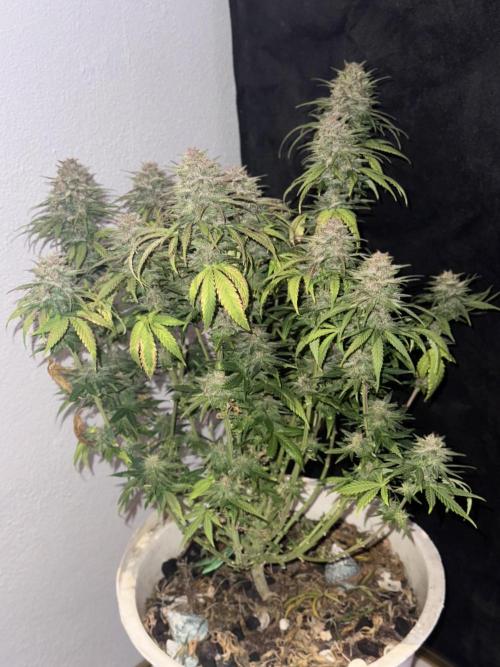 BANANA PURPLE PUNCH. Week 12