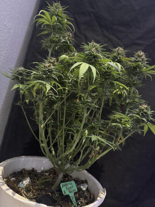 BANANA PURPLE PUNCH. Week 12