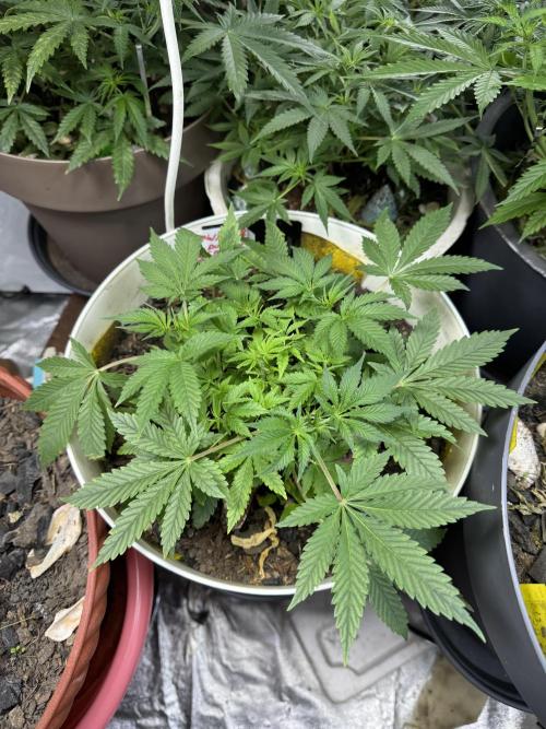 ZTRAWBERRIEZ AUTO. Week 4