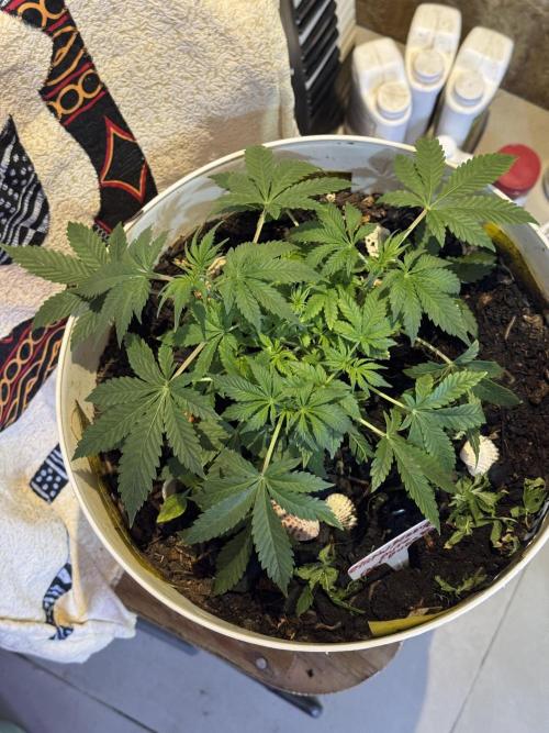 ZTRAWBERRIEZ AUTO. Week 4