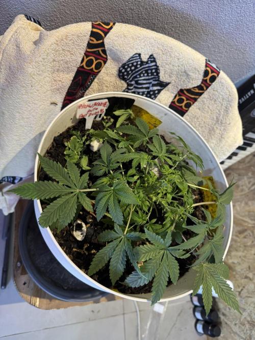 ZTRAWBERRIEZ AUTO. Week 4