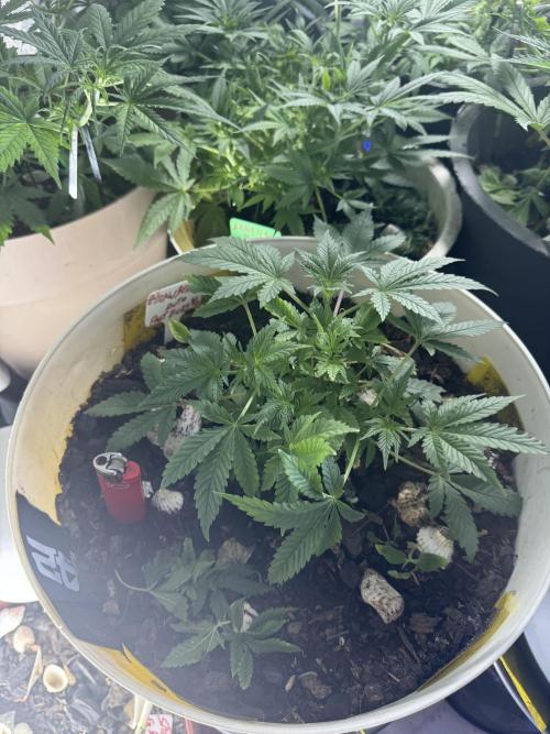 ZTRAWBERRIEZ AUTO. Week 4