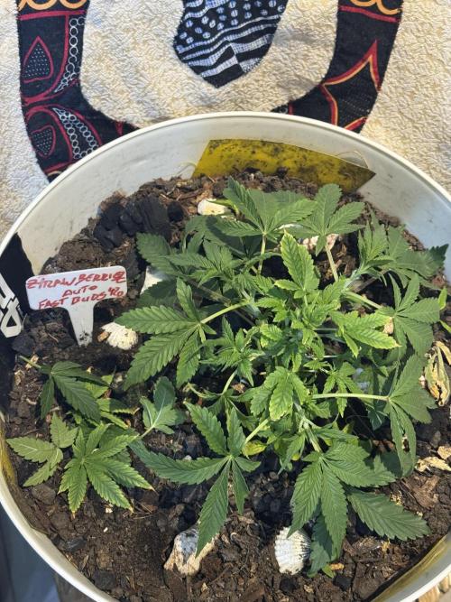 ZTRAWBERRIEZ AUTO. Week 4