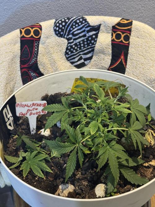 ZTRAWBERRIEZ AUTO. Week 4