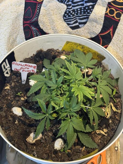 ZTRAWBERRIEZ AUTO. Week 4