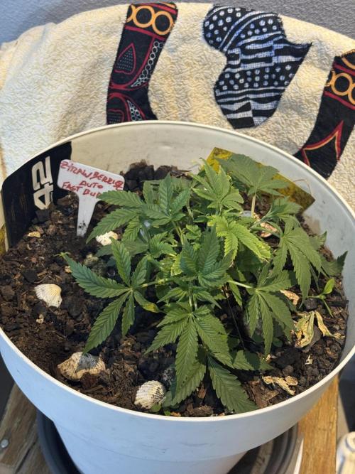 ZTRAWBERRIEZ AUTO. Week 4