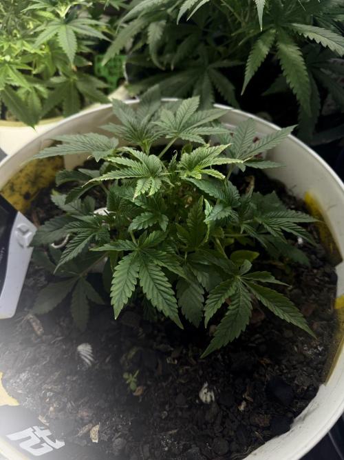 ZTRAWBERRIEZ AUTO. Week 4