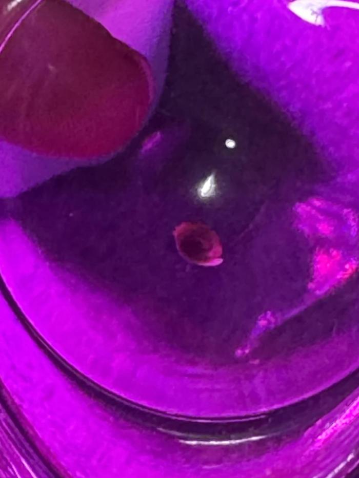 BLUEBERRY ORIGINAL AUTO. Week 0