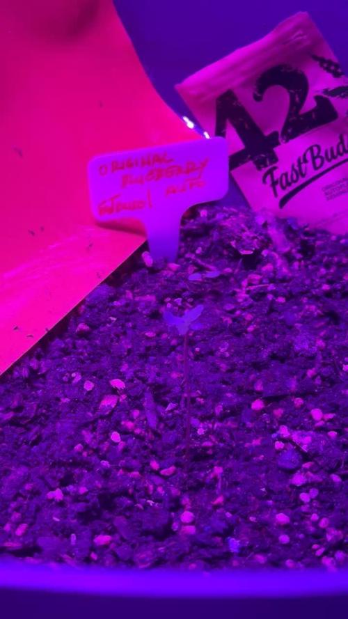 BLUEBERRY ORIGINAL AUTO