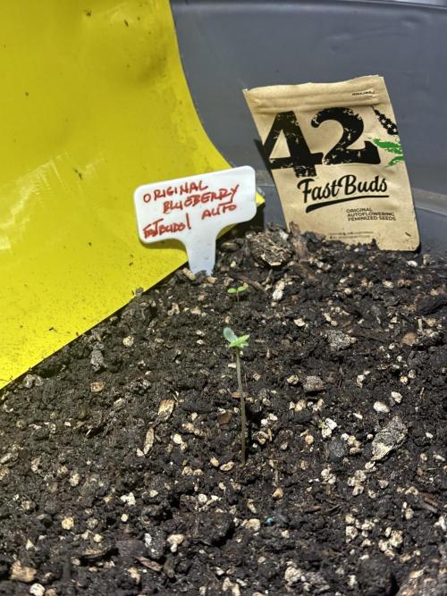 BLUEBERRY ORIGINAL AUTO. Week 1