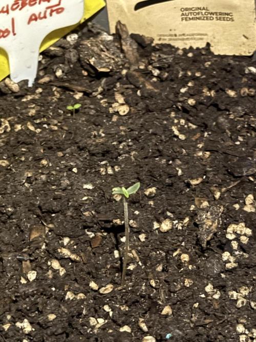 BLUEBERRY ORIGINAL AUTO. Week 1