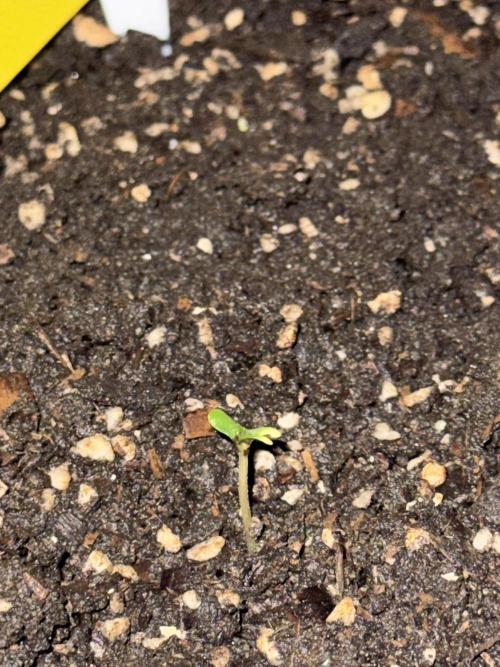 BLUEBERRY ORIGINAL AUTO. Week 1