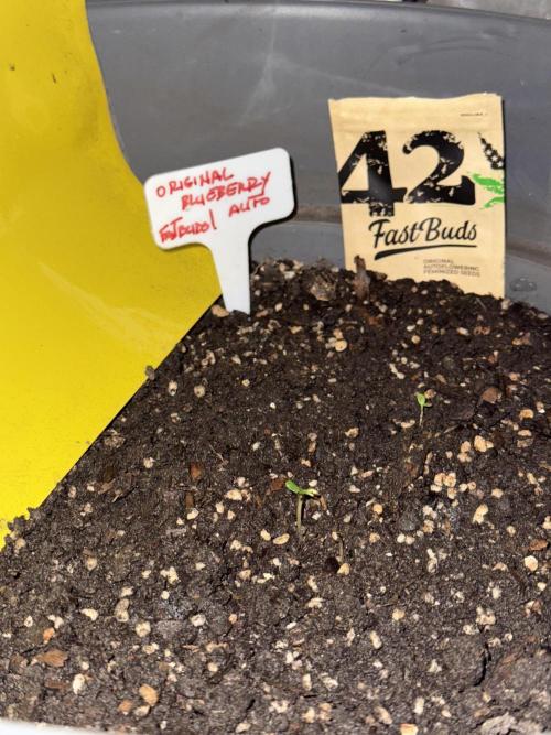 BLUEBERRY ORIGINAL AUTO. Week 1