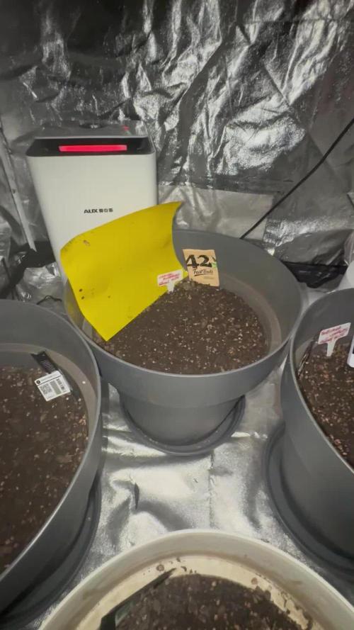 BLUEBERRY ORIGINAL AUTO