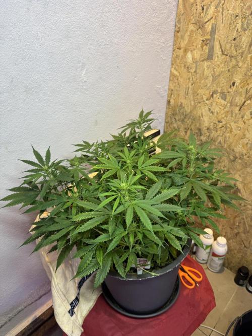 NORTHERN LIGHTS #1. Week 7