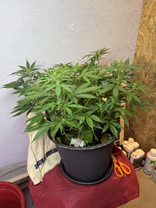 NORTHERN LIGHTS #1. Week 7