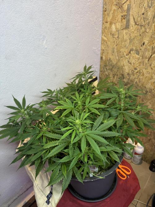 NORTHERN LIGHTS #1. Week 7