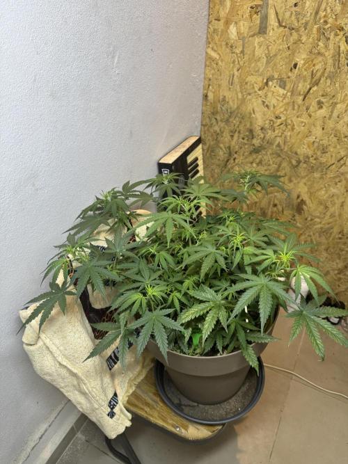 NORTHERN LIGHTS #2. Week 6