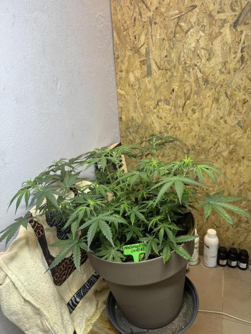 NORTHERN LIGHTS #2. Week 6