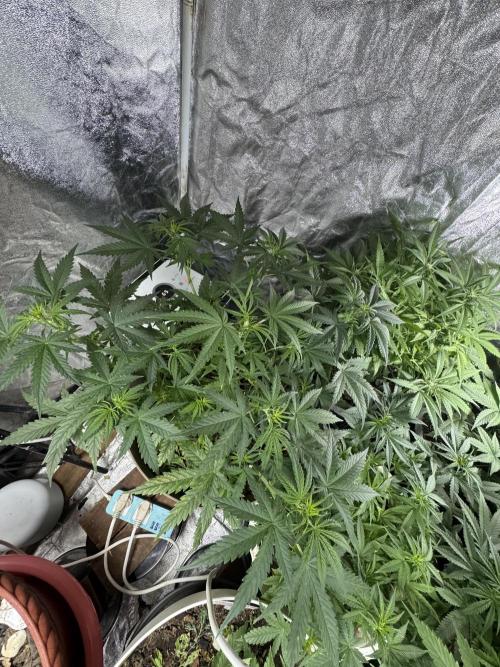 NORTHERN LIGHTS #2. Week 6