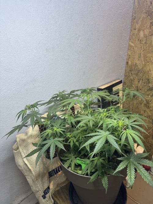 NORTHERN LIGHTS #2. Week 6