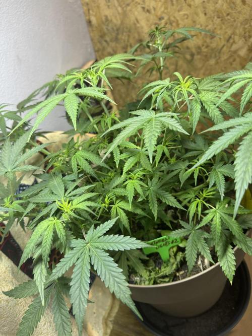 NORTHERN LIGHTS #2. Week 6