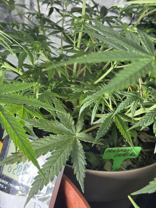 NORTHERN LIGHTS #2. Week 7