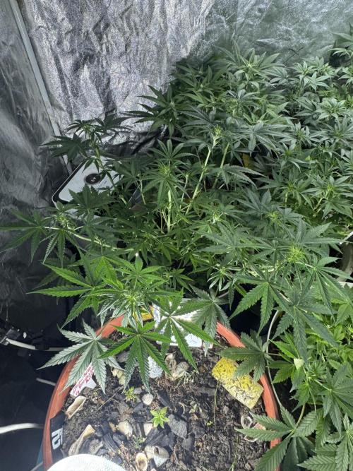 NORTHERN LIGHTS #2. Week 7