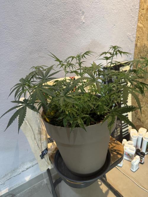 NORTHERN LIGHTS #2. Week 7