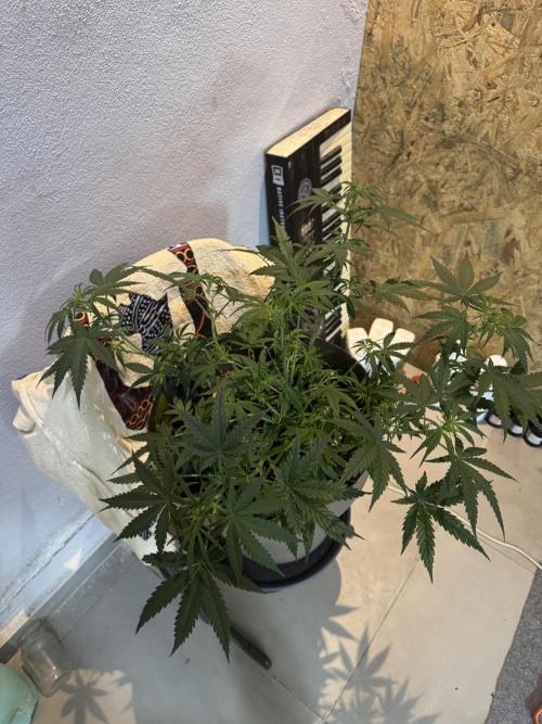 NORTHERN LIGHTS #2. Week 7