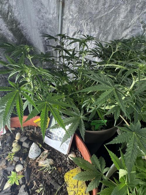 NORTHERN LIGHTS #2. Week 7