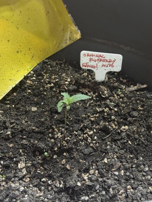 BLUEBERRY ORIGINAL AUTO. Week 2