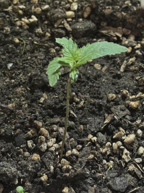 BLUEBERRY ORIGINAL AUTO. Week 2