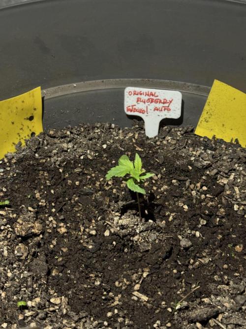 BLUEBERRY ORIGINAL AUTO. Week 2