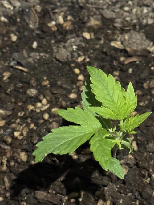 BLUEBERRY ORIGINAL AUTO. Week 2