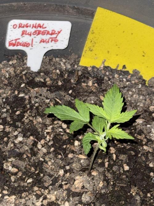 BLUEBERRY ORIGINAL AUTO. Week 2