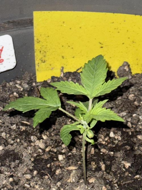 BLUEBERRY ORIGINAL AUTO. Week 2