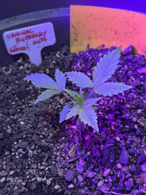 BLUEBERRY ORIGINAL AUTO. Week 2