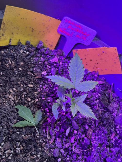 BLUEBERRY ORIGINAL AUTO. Week 2