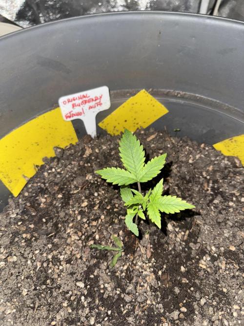 BLUEBERRY ORIGINAL AUTO. Week 2