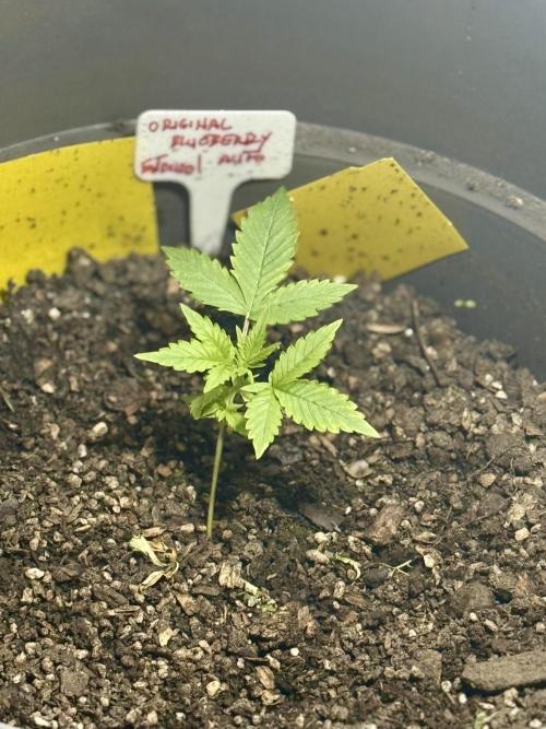 BLUEBERRY ORIGINAL AUTO. Week 2