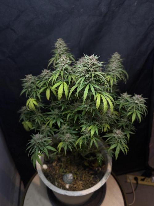 BANANA PURPLE PUNCH. Week 13