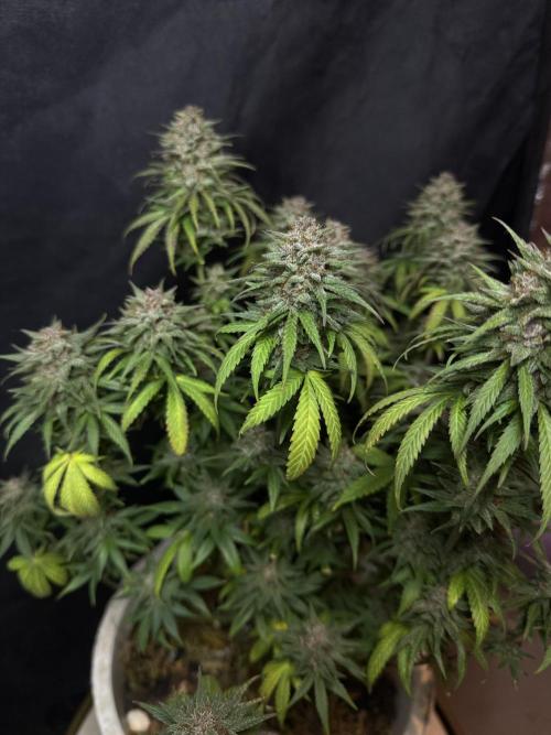 BANANA PURPLE PUNCH. Week 13