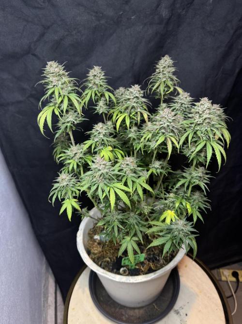 BANANA PURPLE PUNCH. Week 13