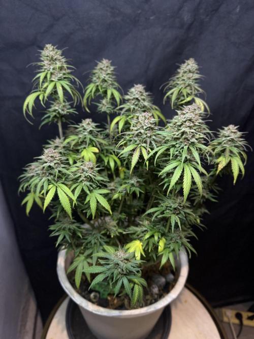 BANANA PURPLE PUNCH. Week 13