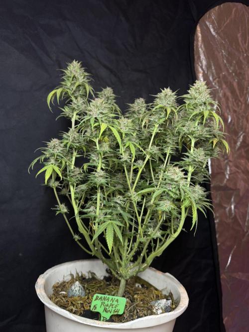 BANANA PURPLE PUNCH. Week 13